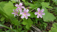 Phlox adsurgens
