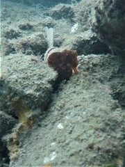 Hippocampus ingens