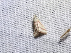 Microtheoris vibicalis