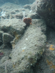 Hippocampus ingens