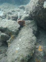 Hippocampus ingens