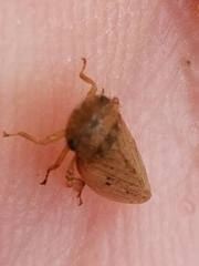 Aphrodini
