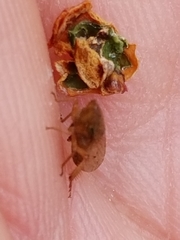 Aphrodini
