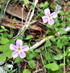 Phlox adsurgens