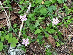 Phlox adsurgens