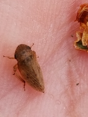 Aphrodini