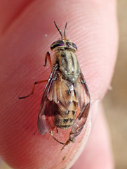 Chrysops coloradensis
