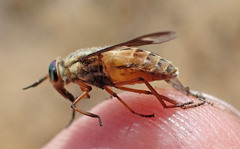 Chrysops coloradensis