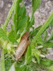 Aphrodini