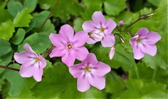 Phlox adsurgens