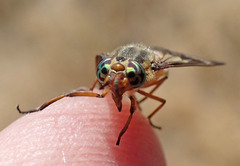 Chrysops coloradensis