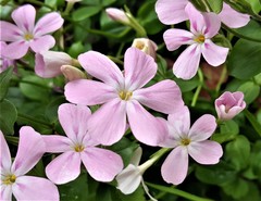 Phlox adsurgens