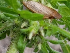 Aphrodini