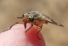 Chrysops coloradensis