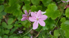 Phlox adsurgens