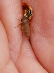 Aphrodini