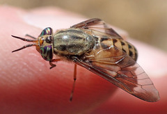 Chrysops coloradensis