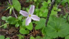 Phlox adsurgens