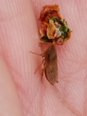 Aphrodini