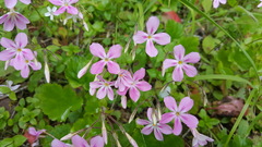 Phlox adsurgens