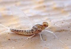 Callibaetis ferrugineus hageni