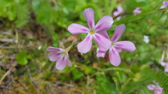 Phlox adsurgens
