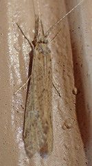 Triaenodes reuteri