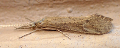Triaenodes reuteri