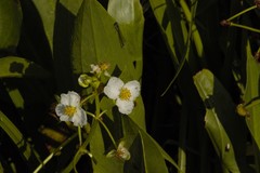 Sagittaria macrophylla