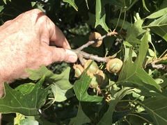Quercus rubra ambigua