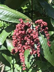 Miconia impetiolaris