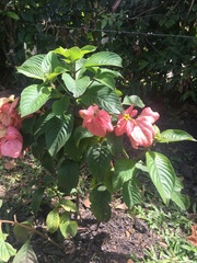 Mussaenda erythrophylla