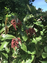 Miconia impetiolaris