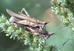 Acrididae