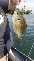 Lepomis macrochirus macrochirus