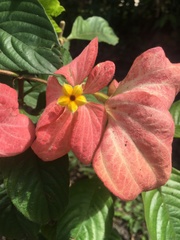 Mussaenda erythrophylla