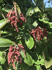 Miconia impetiolaris