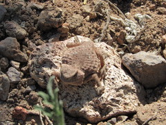 Phrynosoma ditmarsi
