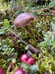 Cortinarius evernius