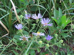 Eurybia spectabilis