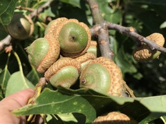 Quercus rubra ambigua