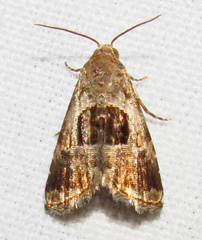 Tripudia rectangula