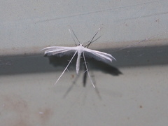 Pterophorus