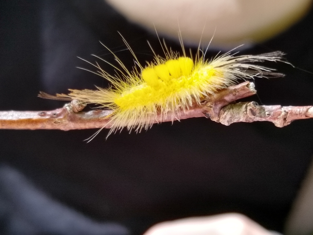 Definite Tussock Moth from Bristol on September 7, 2020 at 01:37 PM by ...