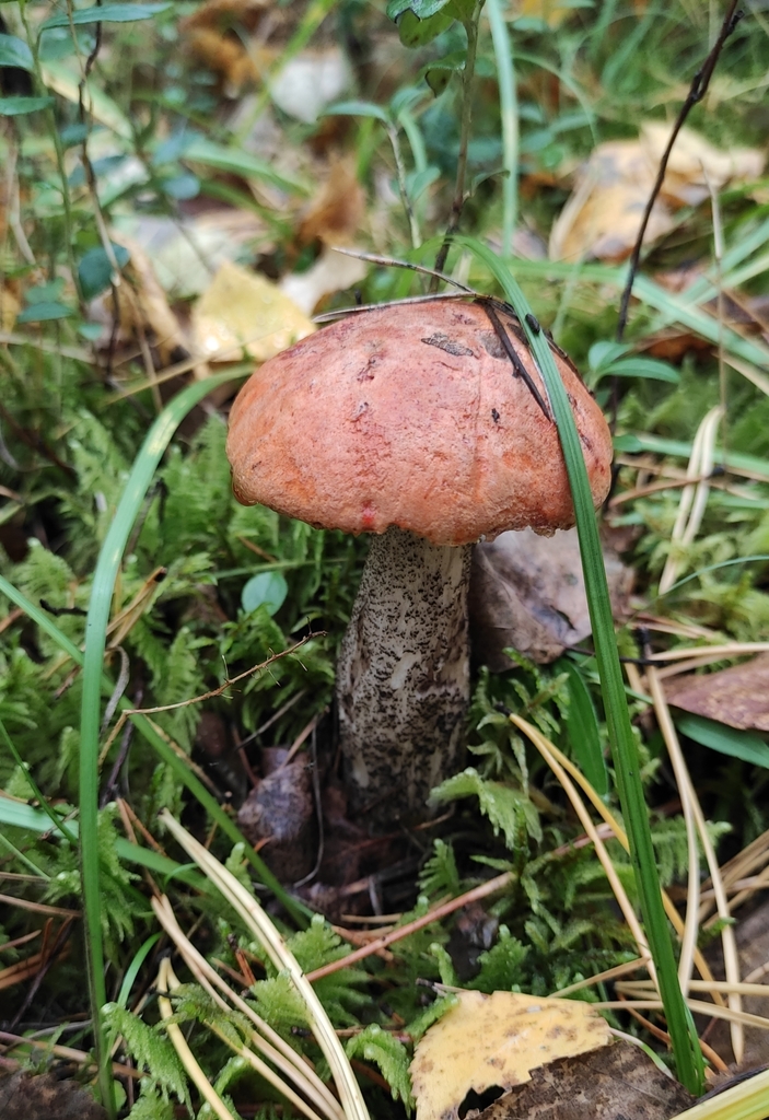 Leccinum versipelle · September 2020 · photo: © wrrite (iNaturalist, cc-by)