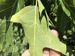 Quercus rubra ambigua