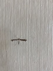 Amblyptilia pica