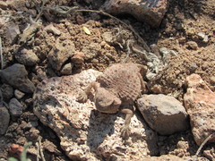 Phrynosoma ditmarsi