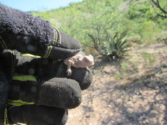 Phrynosoma ditmarsi