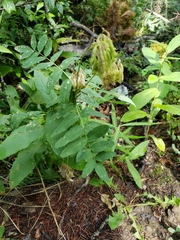 Astragalus americanus